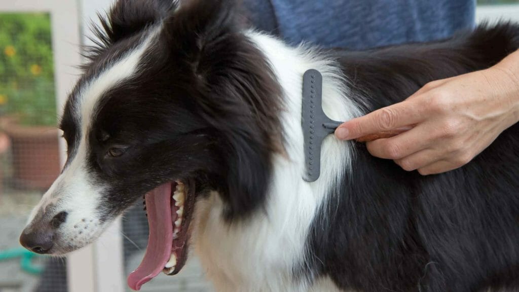 Border Collie Grooming. Photo of a Border Collie being groomed.