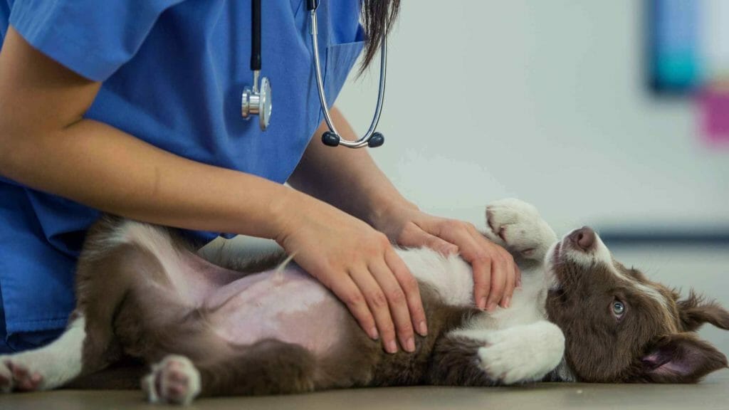 Border Collie Health Issues. Photo of a Border Collie in the vet doing a checkup.