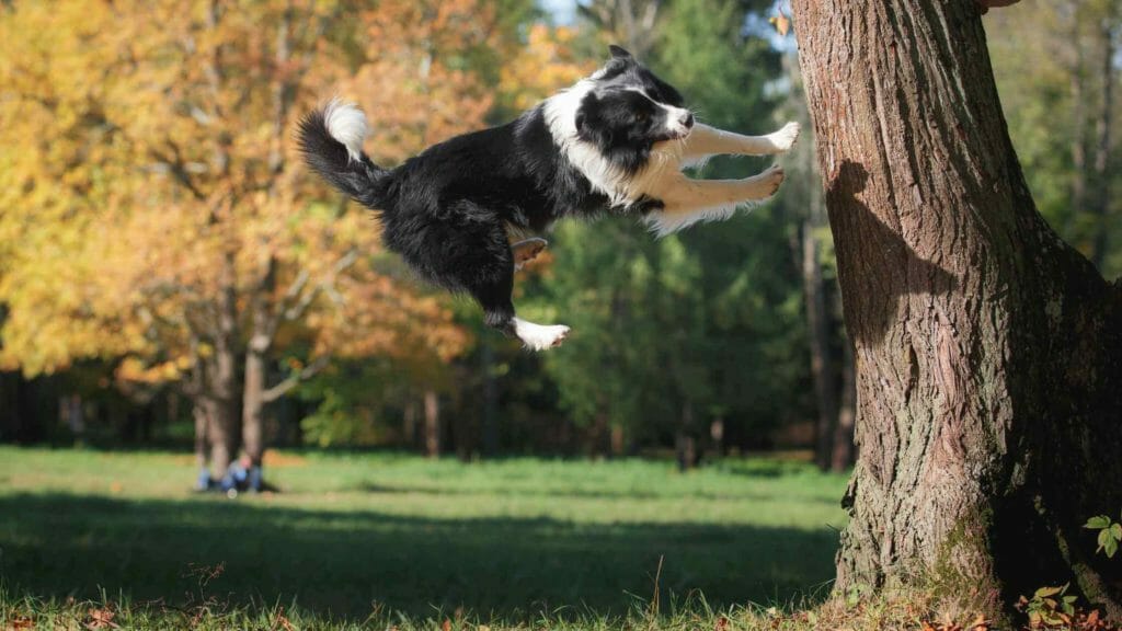 Photo of a Border Collie jumping high