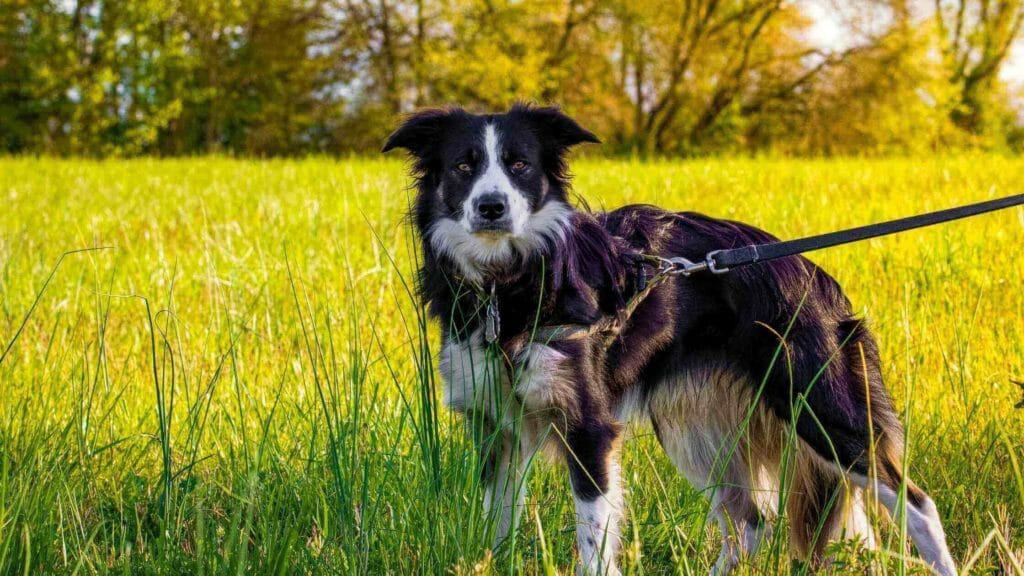 Border Collie Leash Training. Photo of a Border Collie training on a leash.