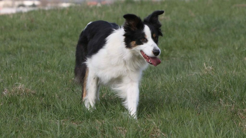 Border Collie Potty Training. Photo of a Border Collie doing his necessities in the grass.