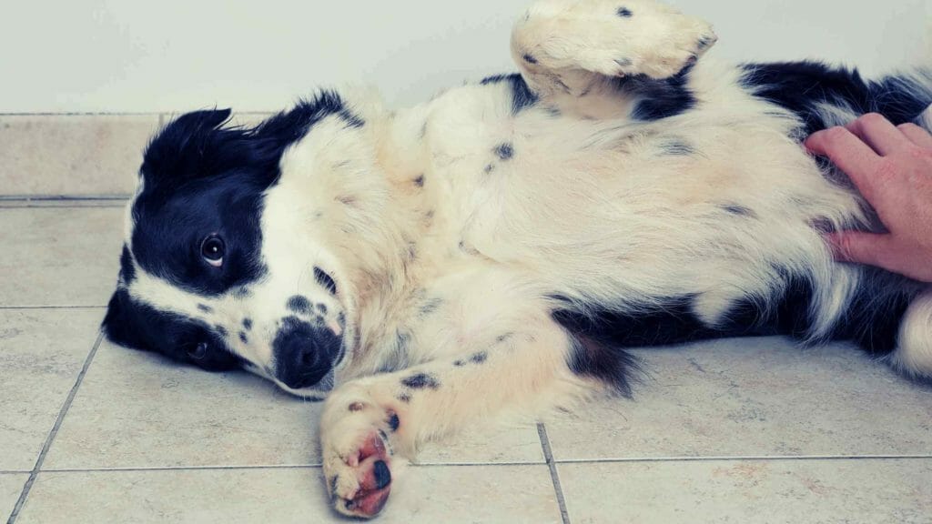 Border Collie Skin Problems. Photo of a Border Collie laying back and showing his belly.