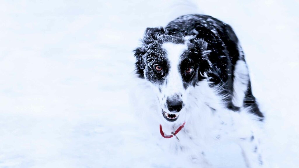 Photo of a black and white Border Collie running in the snow.