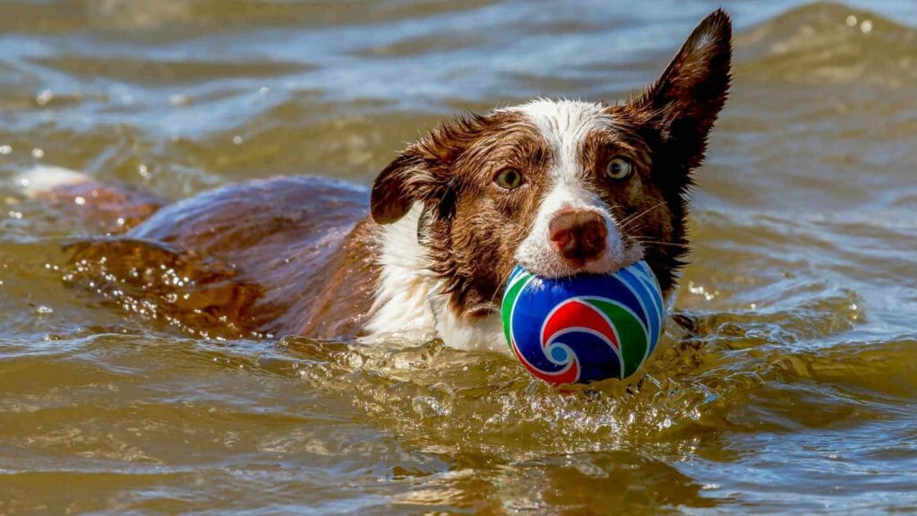 Can Border Collies Swim? Photo of a Border Collie swimming