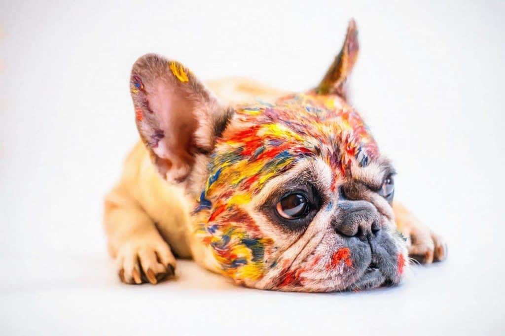 French Bulldog Colors