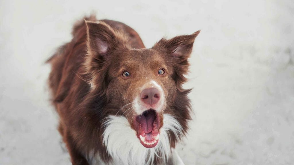 Do Border Collies Bark a Lot? Photo of a Border Collie barking.