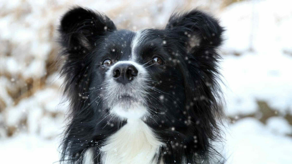 Do Border Collies Shed a Lot? Photo of a Border Collie with long fur