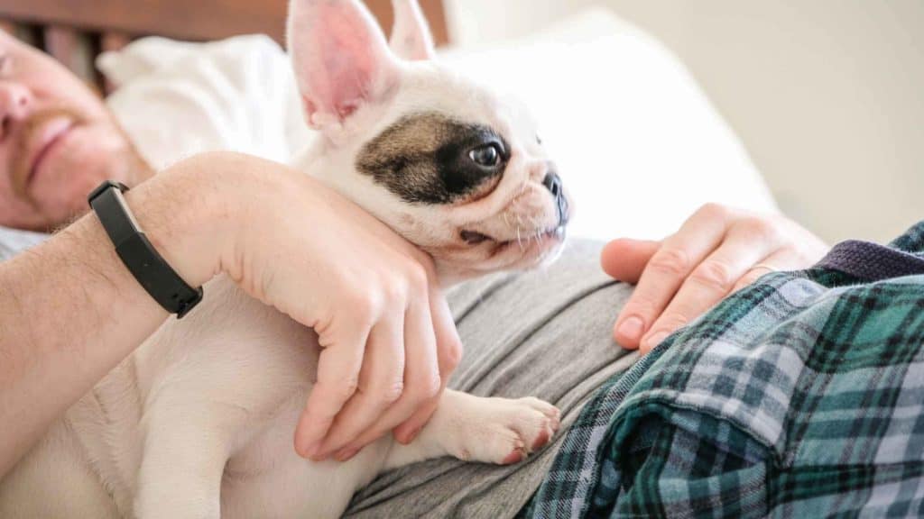 are french bulldogs cuddlers