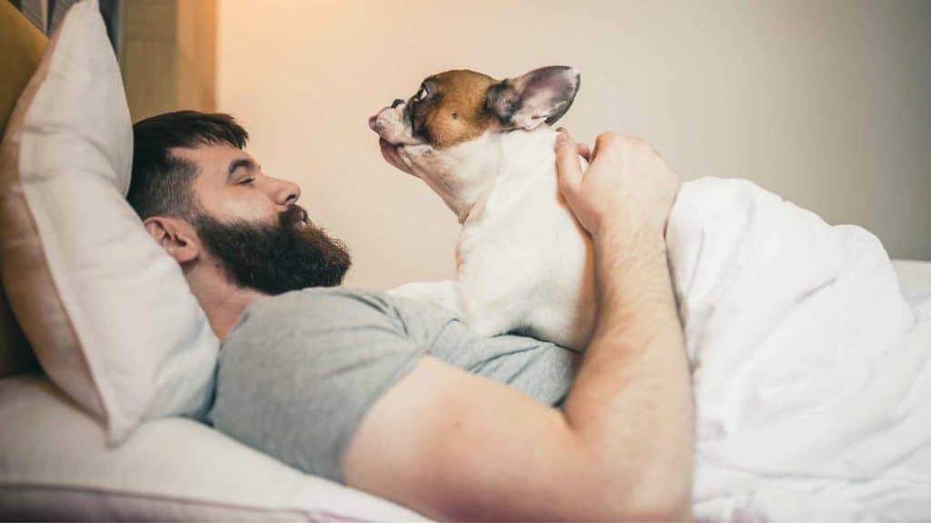 Do French Bulldogs Like to Cuddle? Photo of a French Bulldog cuddling with his owner in bed.