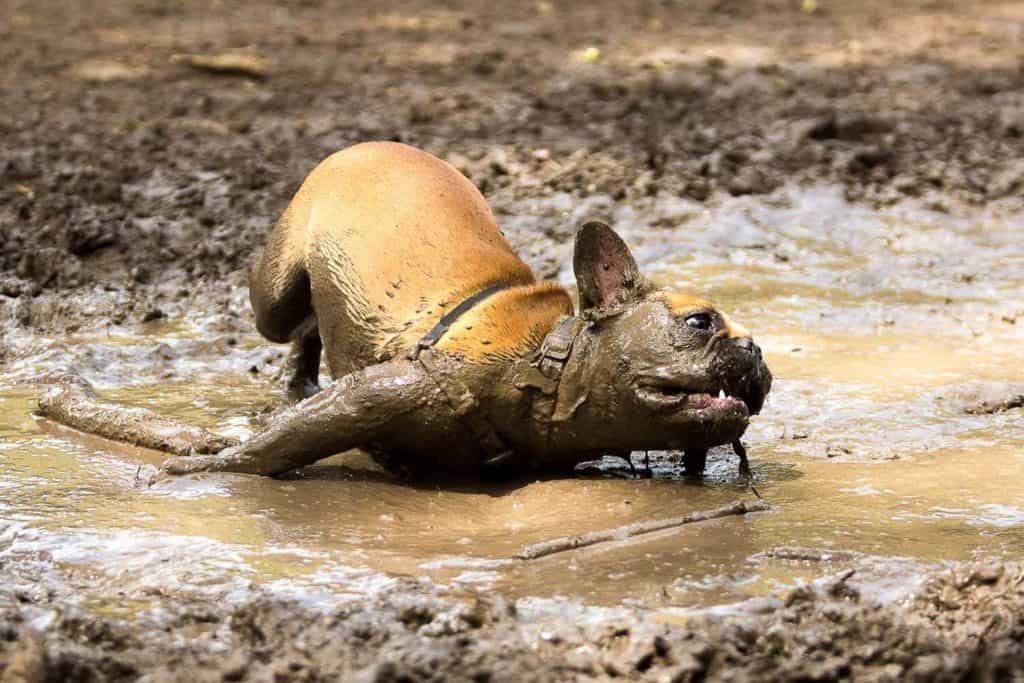 Do French Bulldogs Smell? Image of a French Bulldog rolling on mud