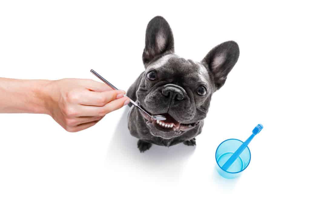 French Bulldog Bad Breath