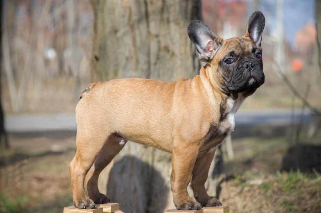 Brindle and store fawn french bulldog