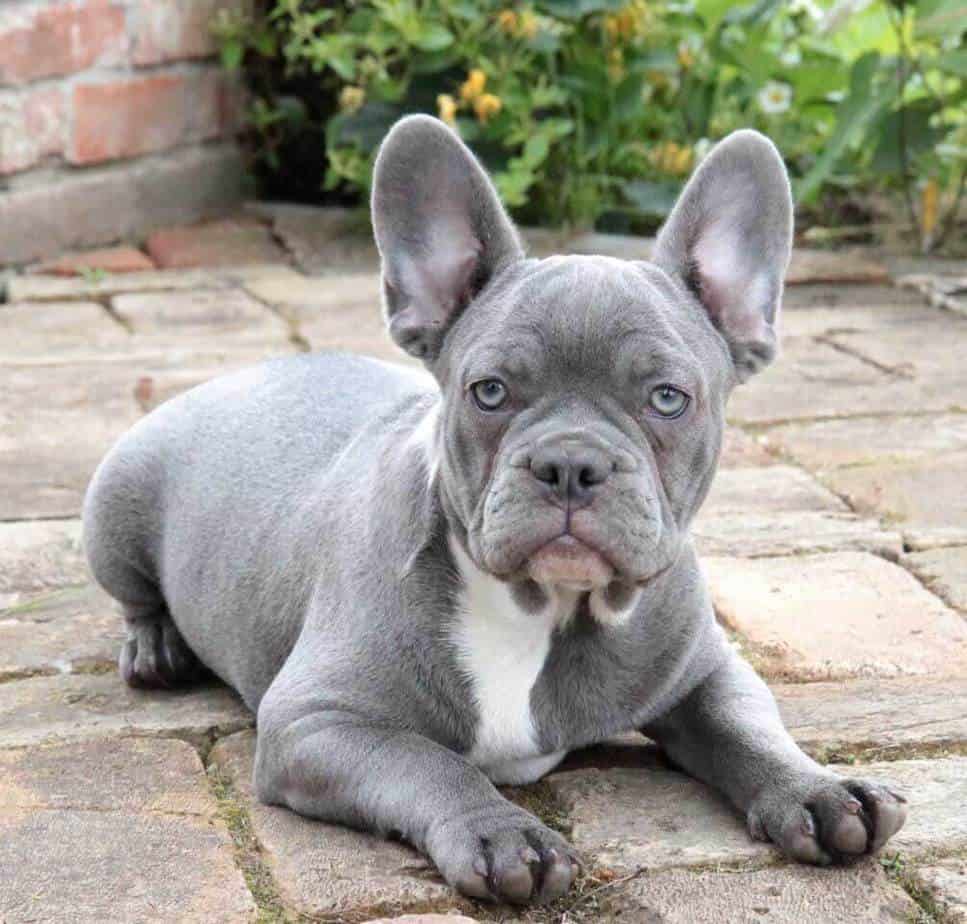 Existing French Bulldog Colors - What's Your Perfect Match? | Dog ...