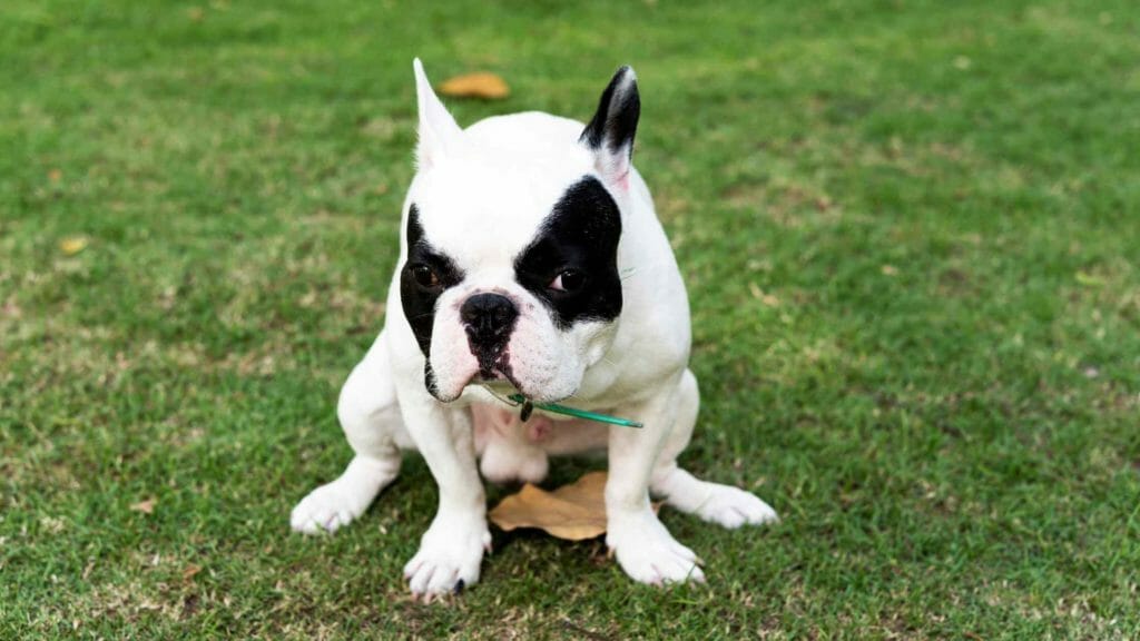 French Bulldog Poop. Photo of a French Bulldog pooping.