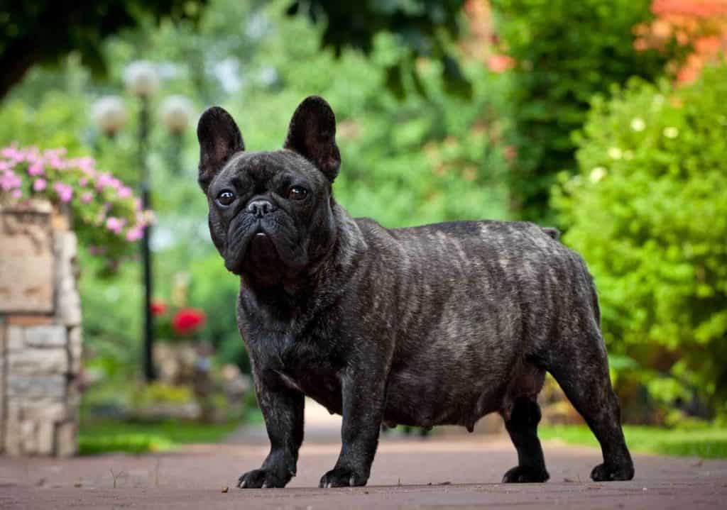 French bulldog pregnancy - How long are they pregnant for?