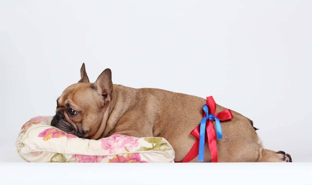 how long is the pregnancy of a french bulldog