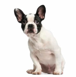 how long is the pregnancy of a french bulldog