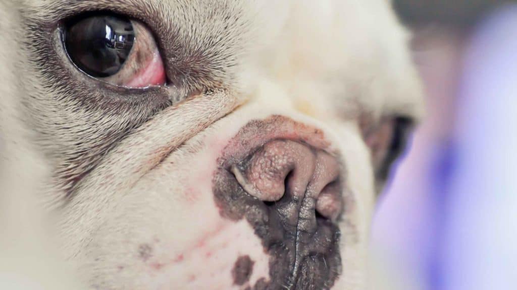 French Bulldog Red Eyes. Photo of a French Bulldog with red eyes.