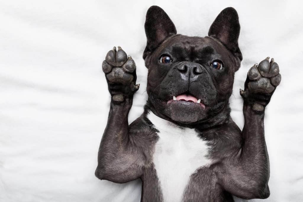 why do french bulldogs reverse sneeze