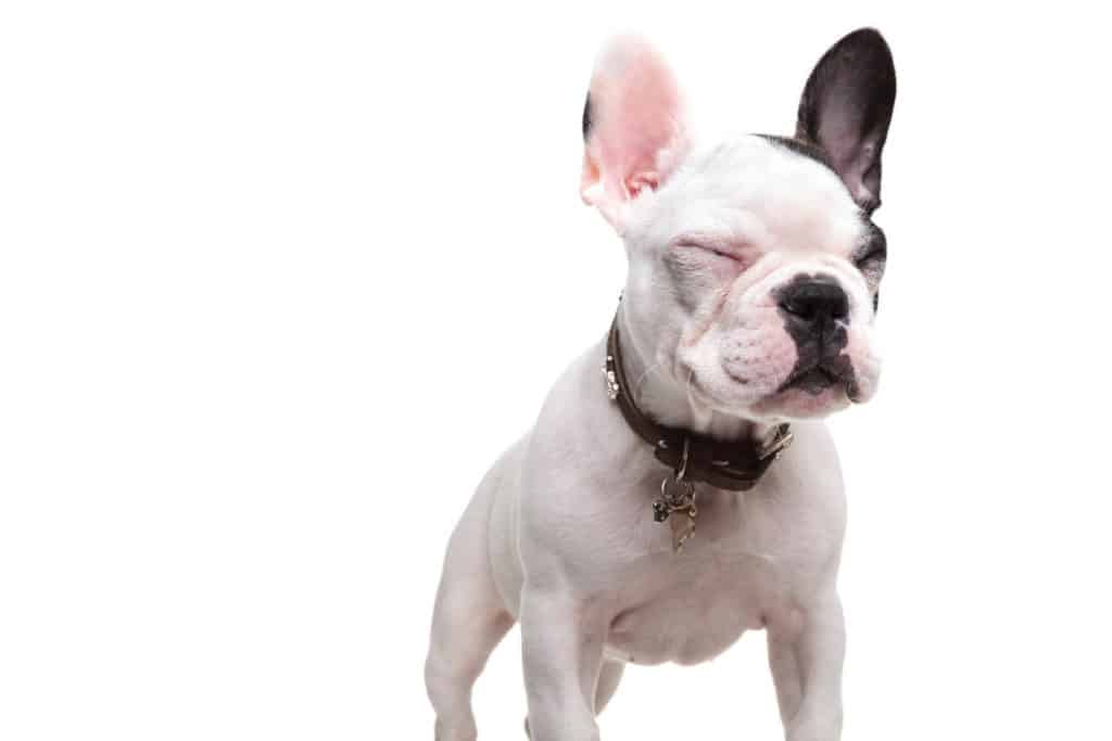 French Bulldog Reverse sneezing