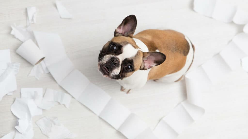 French bulldog Separation Anxiety. Photo of a French Bulldog after destroying a toilet paper roll