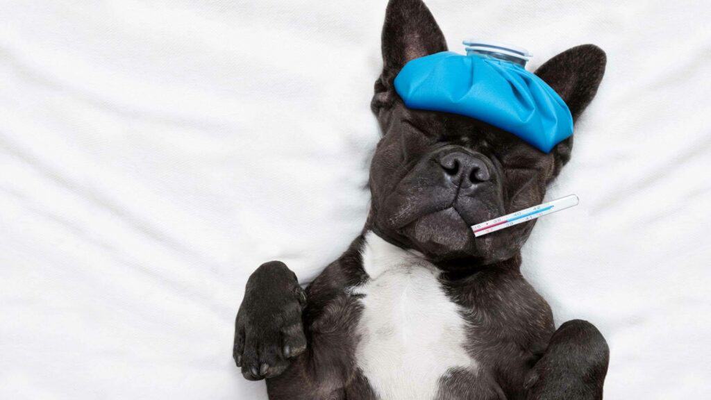 French Bulldog Sick Symptoms. Photo of a French Bulldog sick and laying on bed with a thermometer.