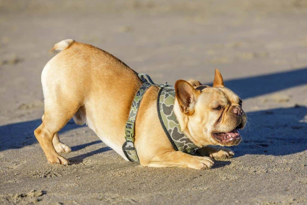 French Bulldog Tail. Photo of a French Bulldog with its butt up.