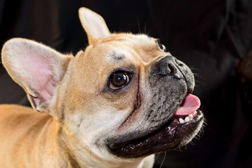 French Bulldog tear stains. Photo of a French Bulldog with tear stains.