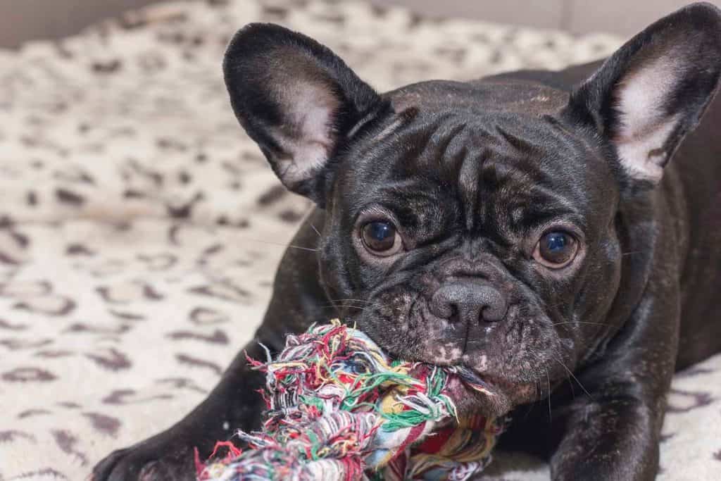 how long do french bulldogs teeth