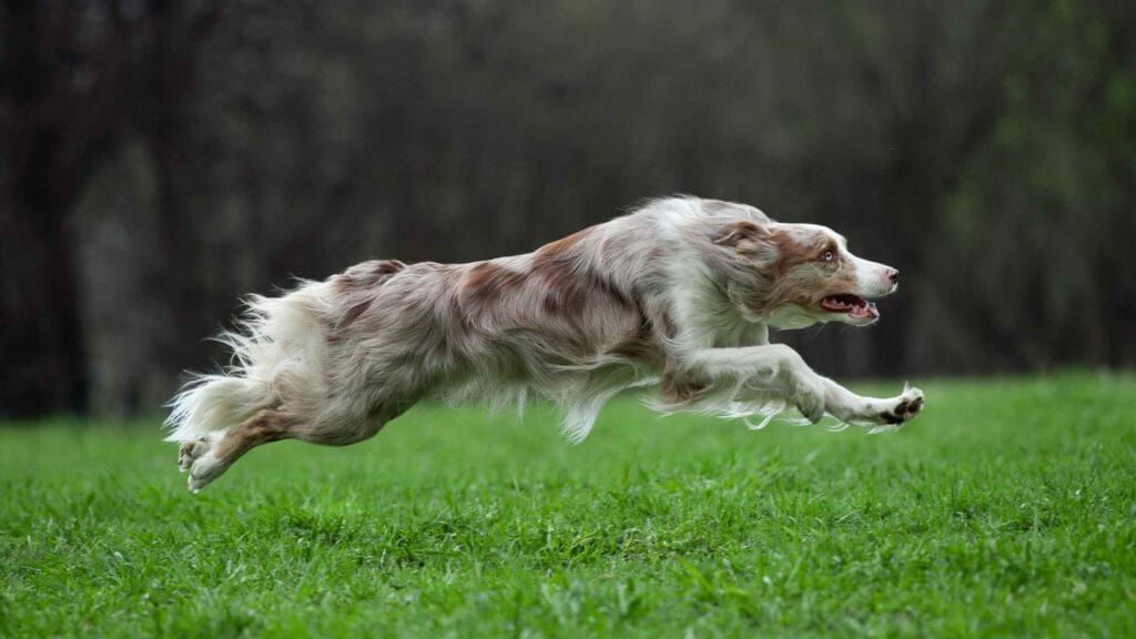 How fast can a Border Collie run? Photo of a Border Collie running very fast through a field.