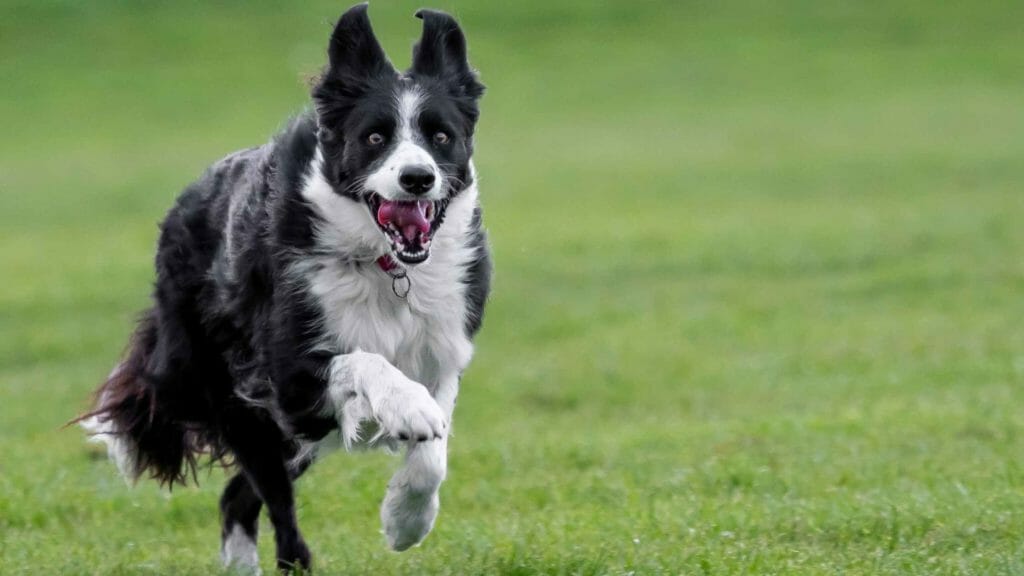 How Long Do Border Collies Live on Average? Photo of a Border Collie running on a green field.