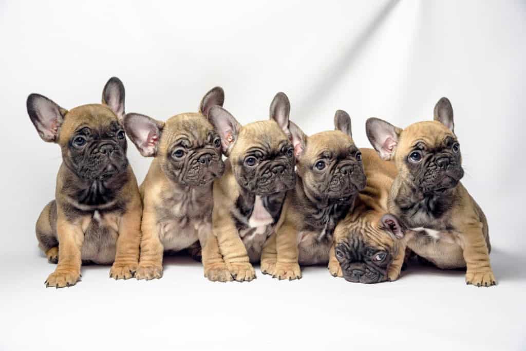 How Many Puppies Do French Bulldogs Have? Photo of a French Bulldog puppy litter.