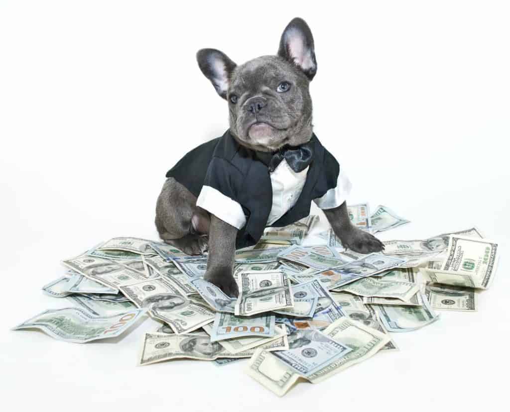 How Much do French Bulldogs Cost?