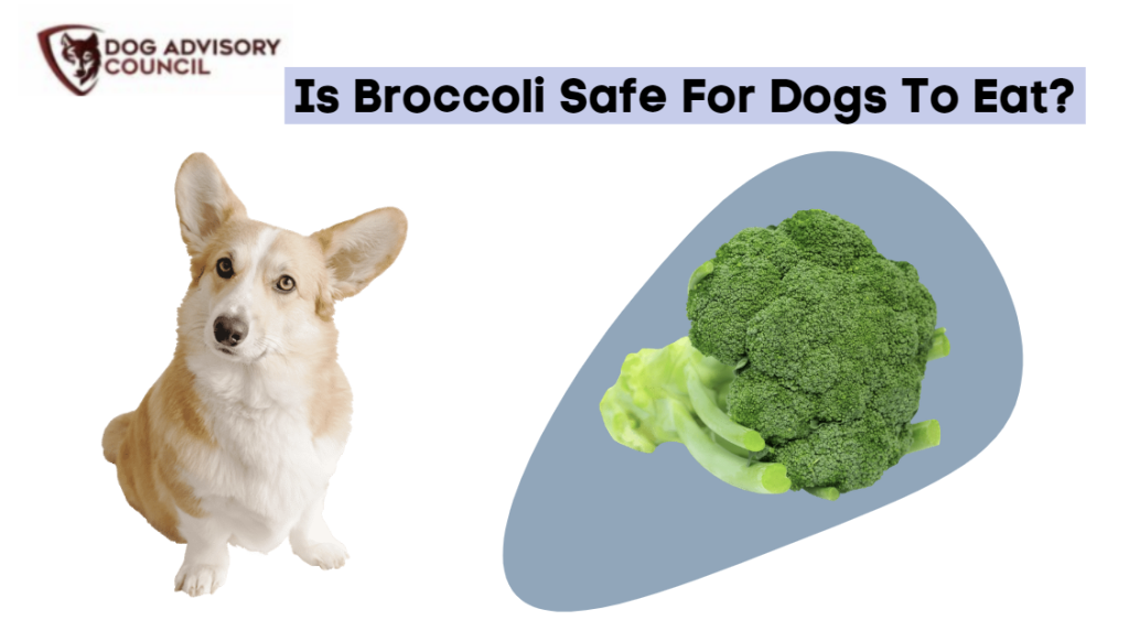 can puppies eat raw broccoli