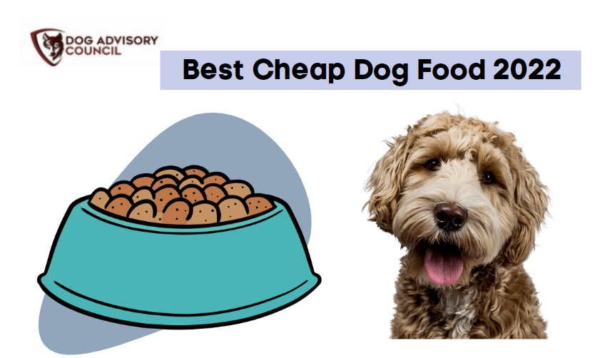 what is the best affordable dog food