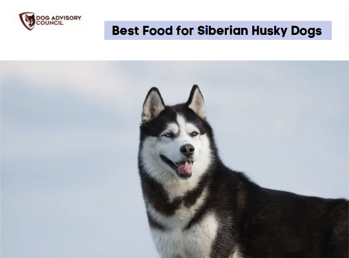 how much food should i feed my husky