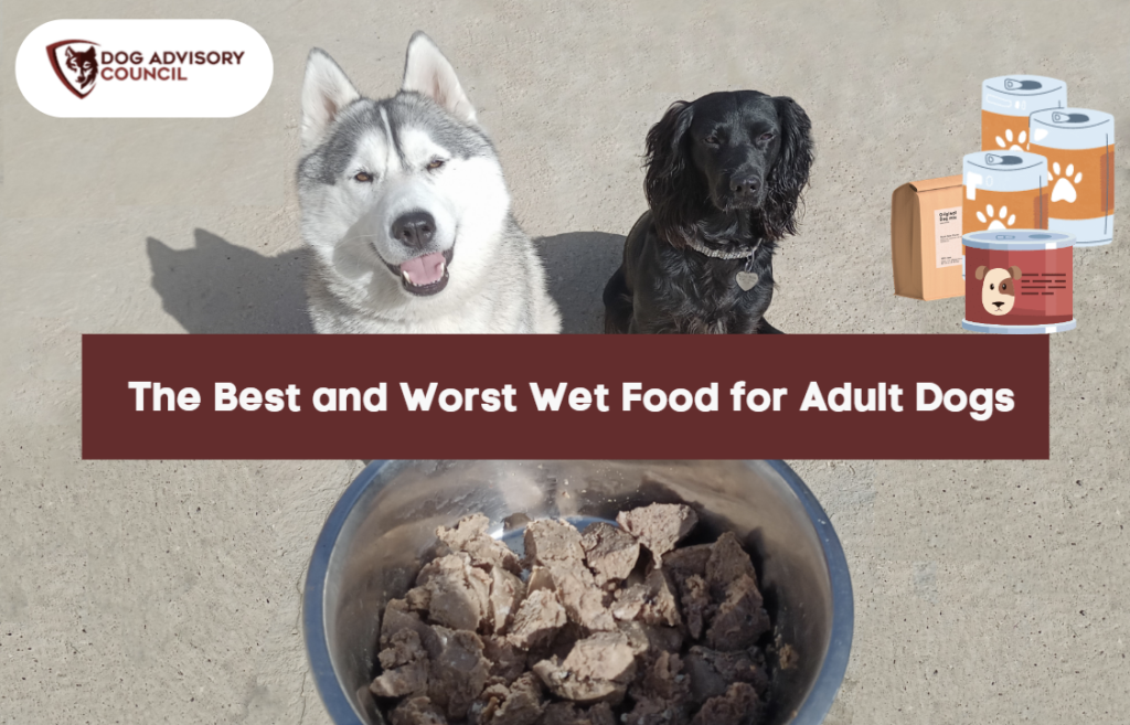 Should You Feed Your Dog Wet Food