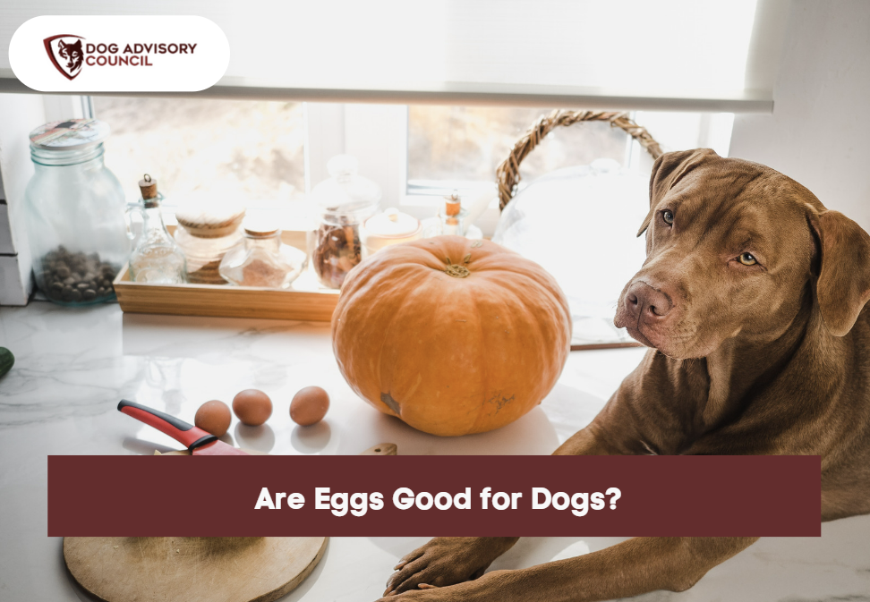 how often can you feed dogs eggs