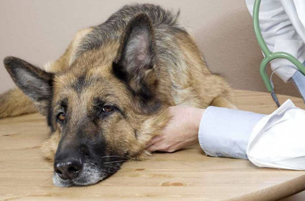 what-can-you-feed-a-dog-in-kidney-failure