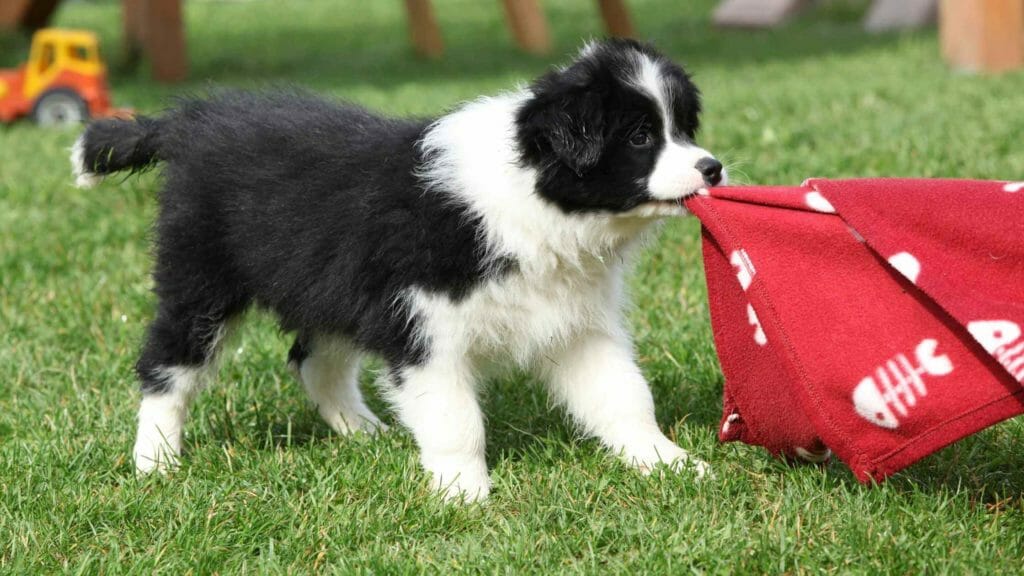 Training a Border Collie Puppy Not to Bite. Photo of a Border Collie biting a blanket.