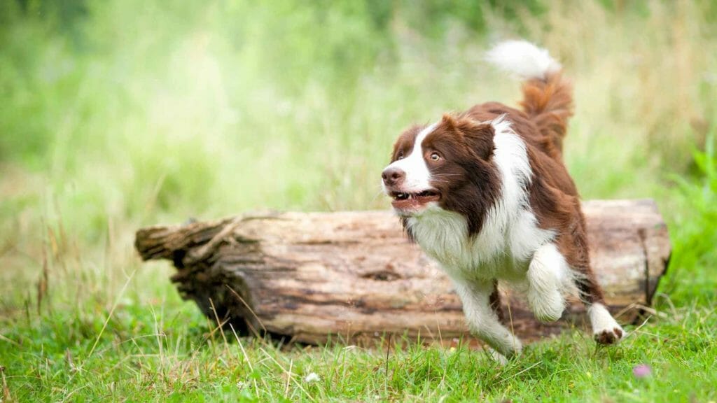 When Do Border Collies Calm Down? Photo of an hyperactive Border collie running.