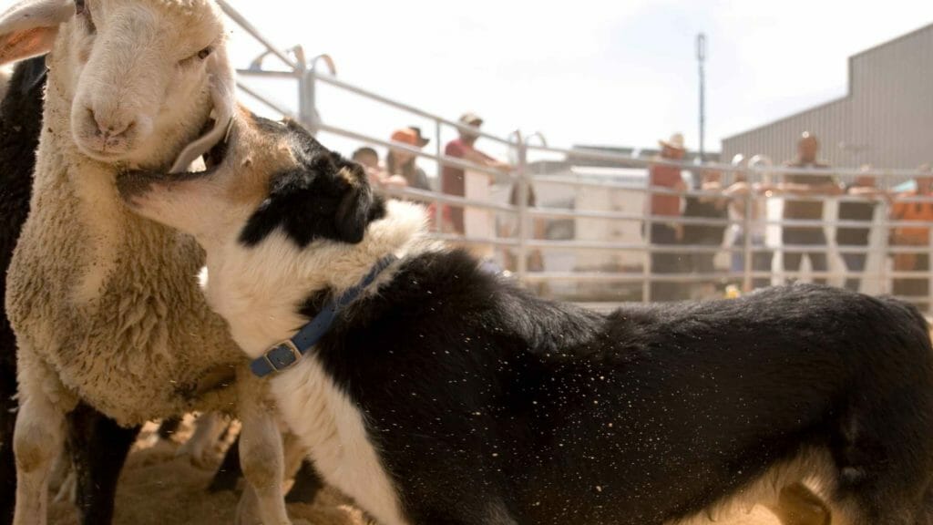 Why Do Border Collies Nip? Photo of a Border Collie nipping a sheep's neck.