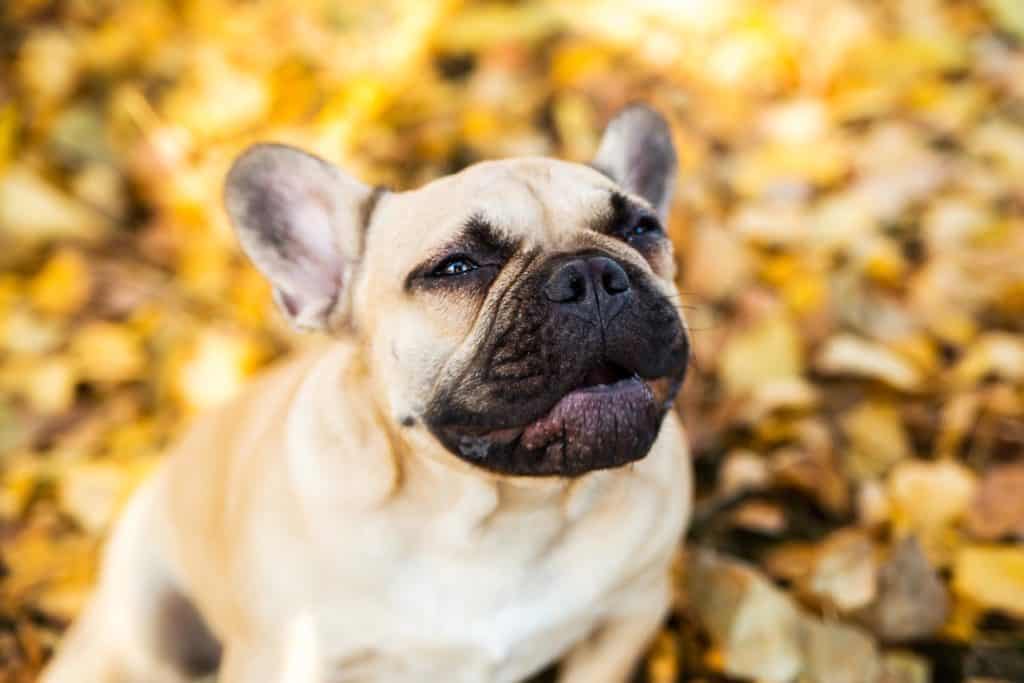 Why Do French Bulldogs Cry So Much? Closeup portrait of a French bulldog of fawn color against the background of autumn leaves and grass.