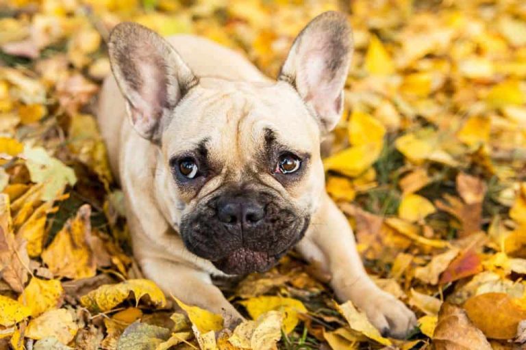 Why Do French Bulldogs Cry So Much? Reasons and Solutions Dog