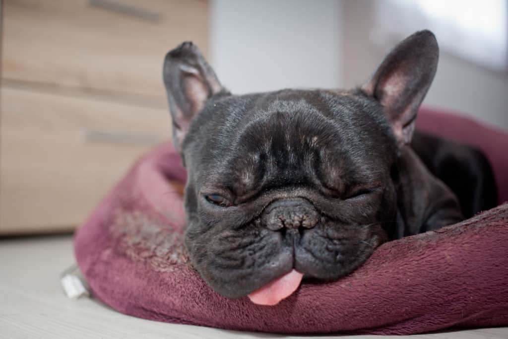 Why Do French Bulldogs Snore? french bulldog sleeping in bed