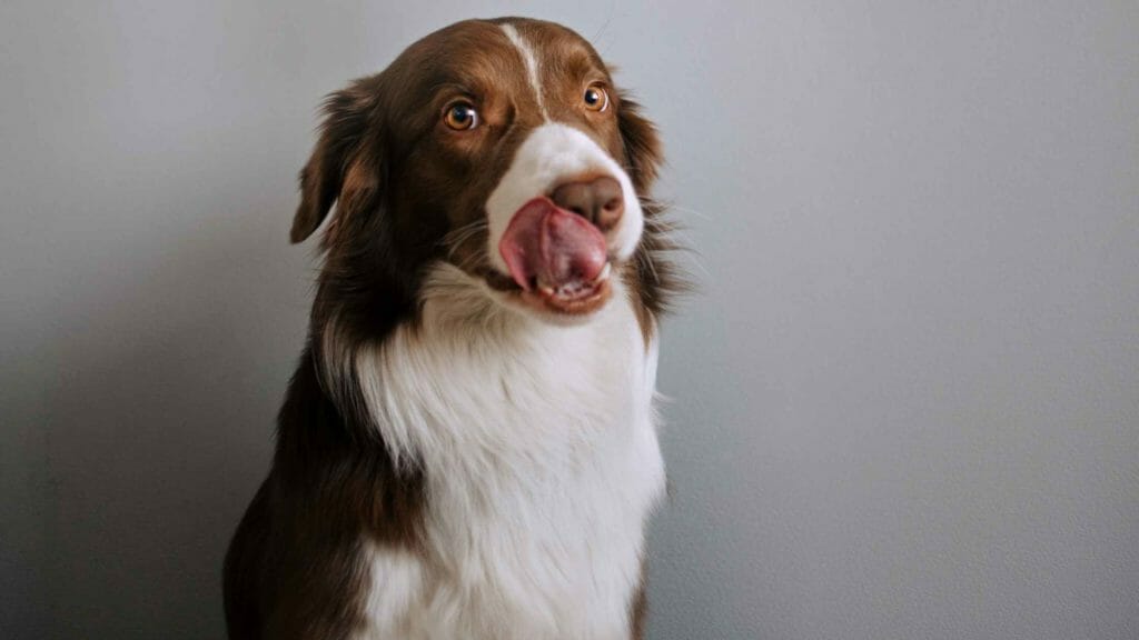 Why Does My Border Collie Lick Me So Much? Photo of a Border Collie with his tongue out.