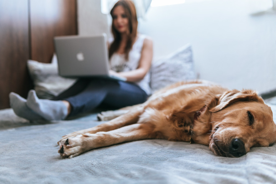 Woman shopping for senior pet insurance