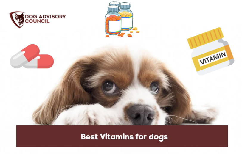 what vitamins and minerals do puppies need