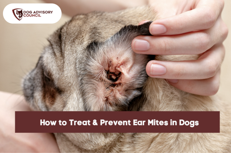 How to Treat & Prevent Ear Mites in Dogs Dog Advisory Council