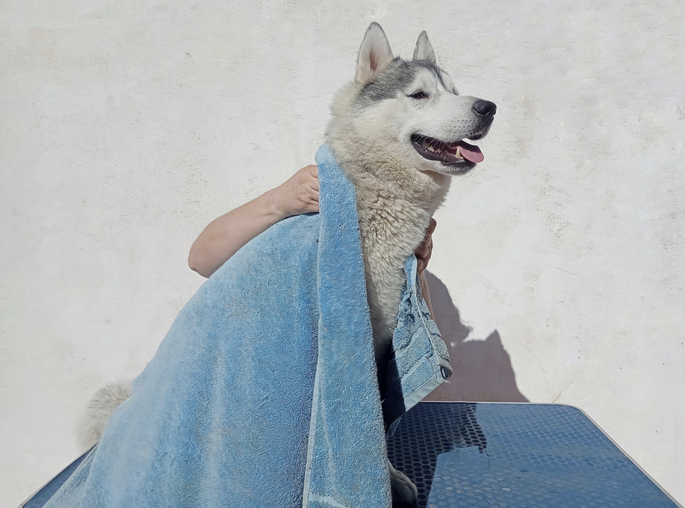 3 Dog Groomers in Dekalb County, GA | 1+ Reviews — Book Online | Pawsh